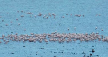 IMAGINI IMPRESIONANTE: SUTE DE PĂSĂRI FLAMINGO, în zona Jurilovca - 3