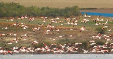IMAGINI IMPRESIONANTE: SUTE DE PĂSĂRI FLAMINGO, în zona Jurilovca - 4