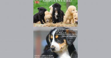 Stire din Social : Adoptă gratis un cățel, la Constanţa! Peste 200 de suflete aşteaptă un stăpân iubitor