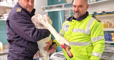 Stire din Eveniment : Lebădă salvată de doi polițiști de frontieră