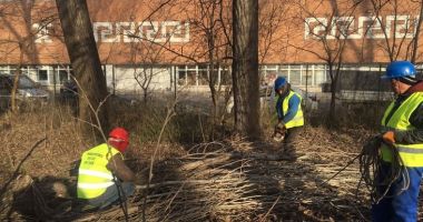 Stire din Social : Lucrări de îngrijire a spaţiilor verzi, în mai multe zone din Constanţa