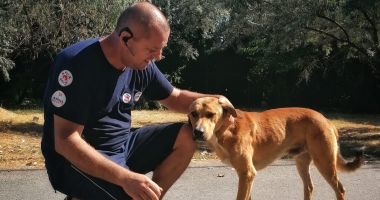 O nouă campanie de sterilizare a câinilor de rasă comună, la Constanţa