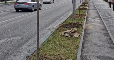 Peste 120 de tei, plantaţi pe bulevardul Tomis