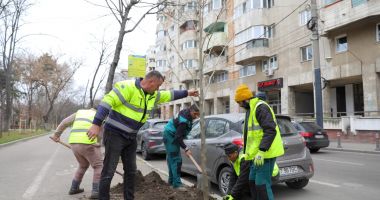 Stire din Social : Peste 300 de pomi vor fi plantaţi în cartierele constănţene