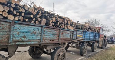 Prins de jandarmi cu şapte metri cubi de lemne fără acte! În plus: „şofer” fără permis, remorcă neînmatriculată