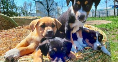 Sterilizări gratuite pentru animalele de rasă comună, la Constanţa