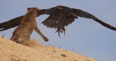 FOTO. Vultur dintr-o specie rară, atacat de câinii maidanezi la o groapă de gunoi din Constanța - 2