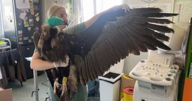 FOTO. Vultur dintr-o specie rară, atacat de câinii maidanezi la o groapă de gunoi din Constanța