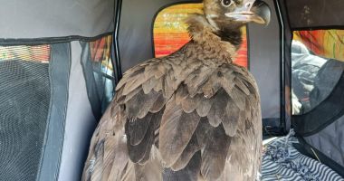 FOTO. Vultur dintr-o specie rară, atacat de câinii maidanezi la o groapă de gunoi din Constanța - 3