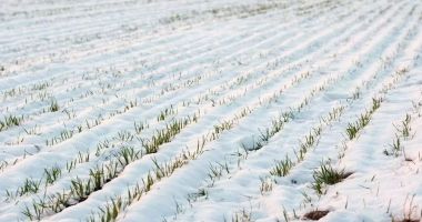 Stire din Economie : Ploile din ultimele zile au refăcut rezerva de apă din sol în majoritatea regiunilor agricole