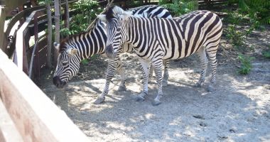 Zeci de animăluțe vă întâmpină la Microrezervația din Constanța - 2