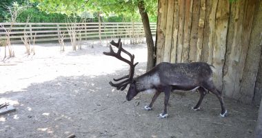 Zeci de animăluțe vă întâmpină la Microrezervația din Constanța - 3