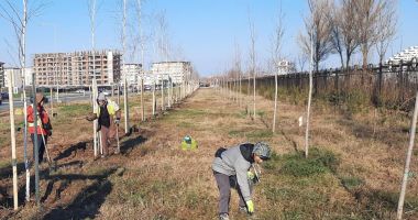 Stire din Social : Zeci de copaci şi sute de arbuşti ornamentali, plantaţi la Constanţa