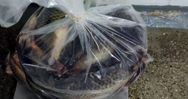 Zeci de kilograme de pește fără documente de provenienţă, descoperite de polițiștii de frontieră