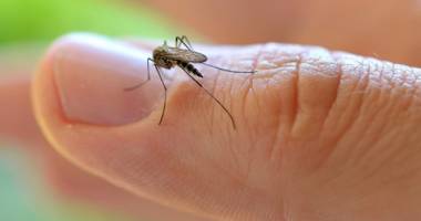 Stire din Sănătate : Zika poate fi eradicat. Doi soldați care au contactat maladia au fost vindecați