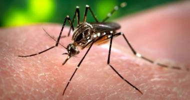 Stire din Eveniment : Virusul Zika: Transfuziile de sânge, restricționate