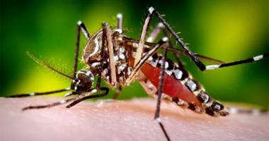 Virusul Zika se apropie de România: Primul caz de transmitere pe cale sexuală în Franța
