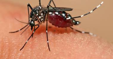 Stire din Actualitate : Trei decese din cauza virusului Zika