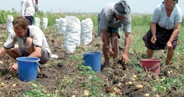 Stire din Social : Angajezi zilieri? Grijă mare la contract
