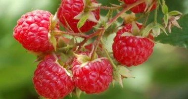 Stire din Sănătate : Zmeura ne întărește sistemul imunitar
