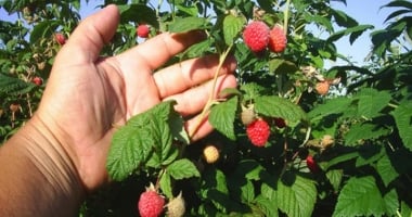 Stire din Social : Se caută culegători de zmeură în Portugalia!