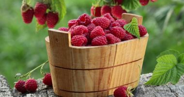 Stire din Sănătate : Zmeura - o sursă bogată de fibre dietetice și antioxidanți
