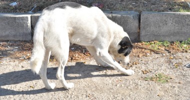 Zona crepusculară din spatele Gării Constanța - 5