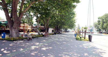 Invazie de libelule pe litoral