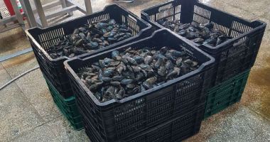 Stire din Social : Zonele de unde pot fi recoltate midii, stabilite de Autoritatea Sanitar-Veterinară