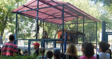 Primarul Matei a invitat 40 de copii  la mini grădina sa zoologică - 2