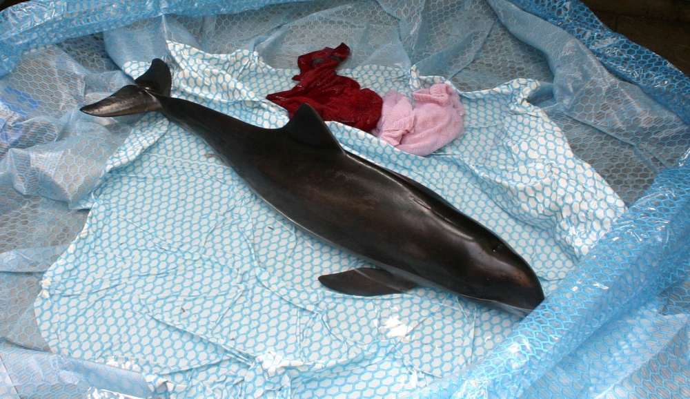 Salvare eșuată/ Femelă delfin, moartă la naștere în Portul Constanța - 01marsuin31mai2012-1338535646.jpg