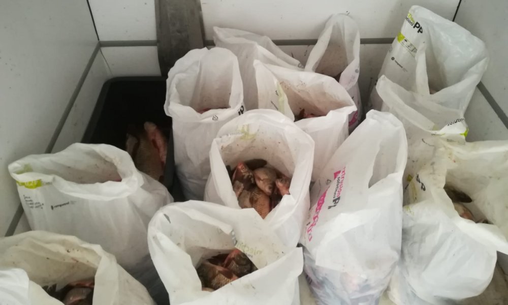 Sute de kg de pește, confiscate de polițiștii constănțeni - 04021-1549271246.jpg