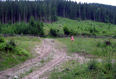 Pădurea de la Hârșova va lua naștere la primăvară - 070c06149f6a8c5853eb0e07c126e11e.jpg