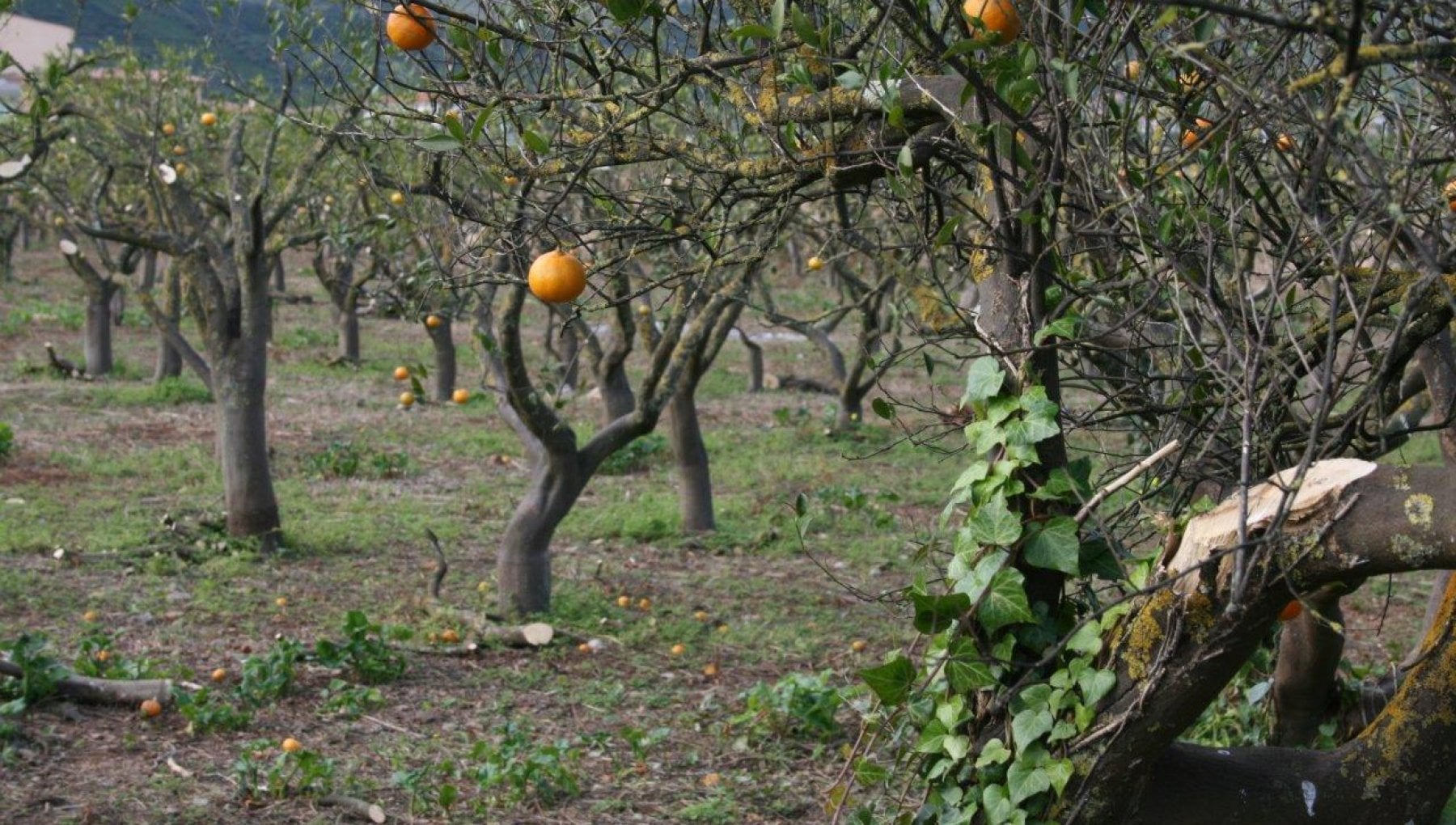 Stare de calamitate în Sicilia din cauza secetei extreme. Producția de portocale este compromisă - 081517142c771ddb5bdc4437b80d7a27-1708280531.jpg