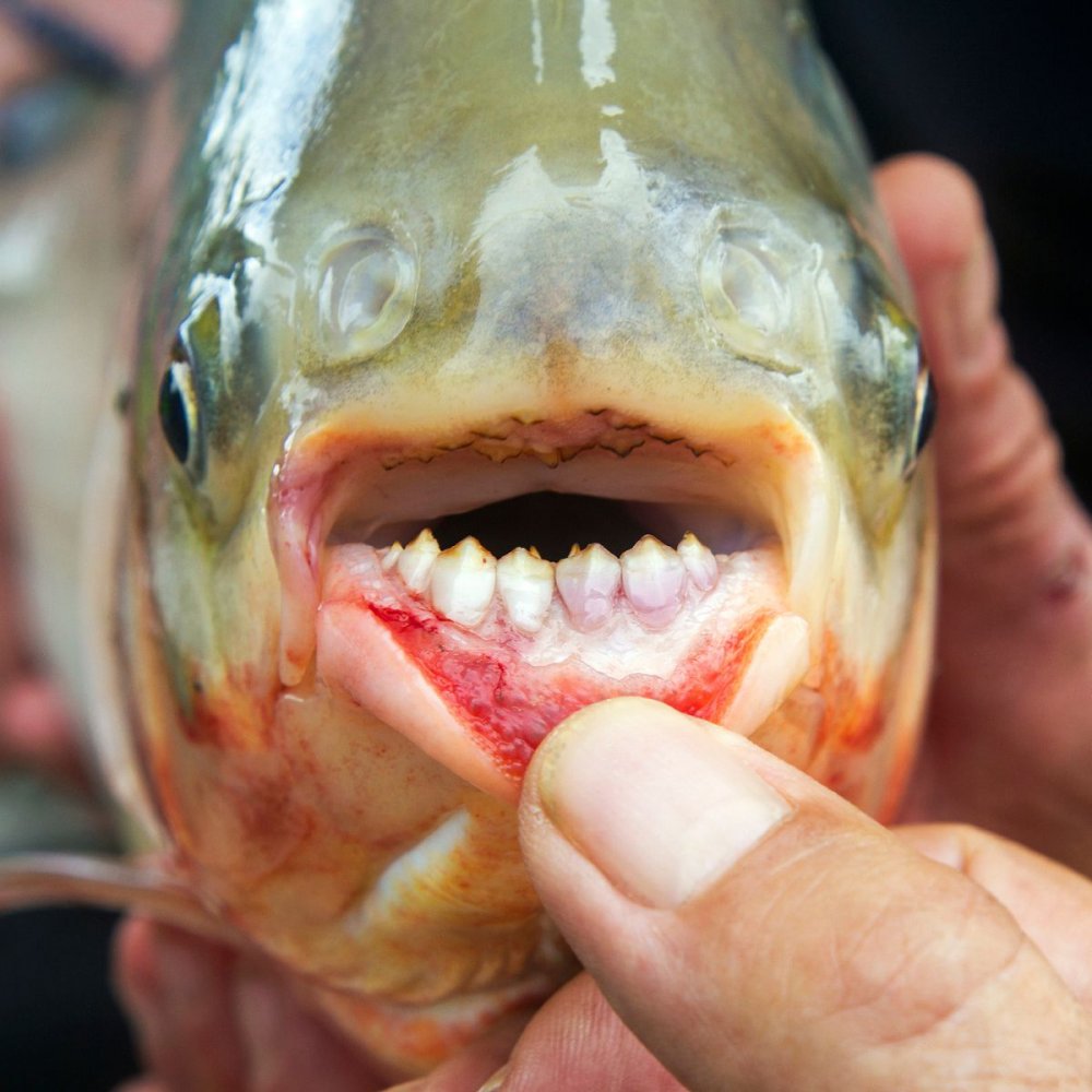 Un pește cu 'dinți de om' a fost prins în Oklahoma - 0thepacu-1690616091.jpg