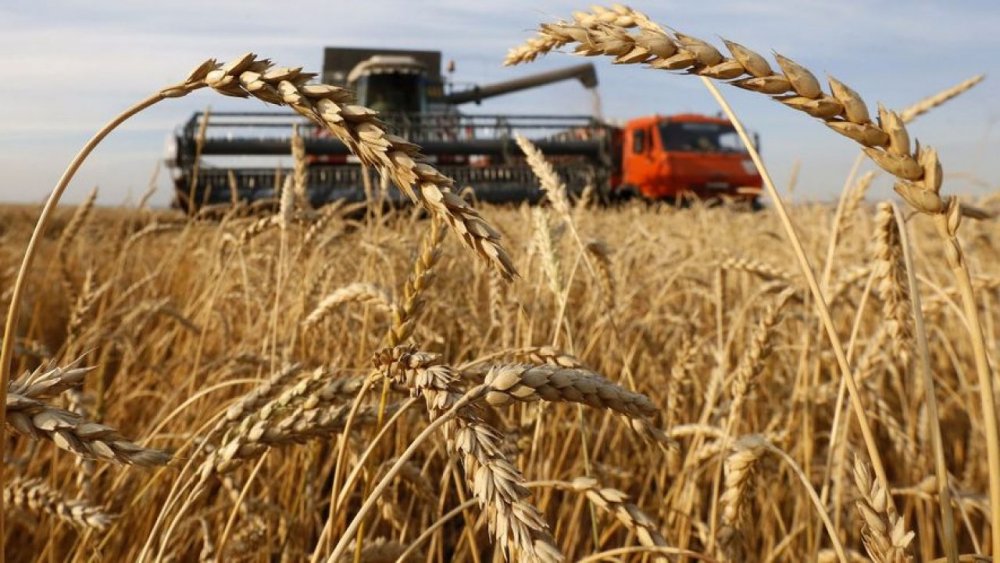 Adrian Oros: Grâul de panificație va fi suficient, în pofida producției diminuate de cereale în acest an - 1-1598028402.jpg