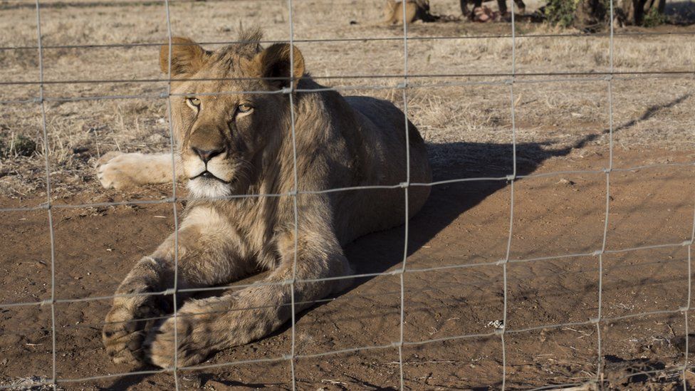 BBC: Africa de Sud va interzice creşterea leilor pentru vânătoare sau în scopuri turistice - 1-1620023307.jpg