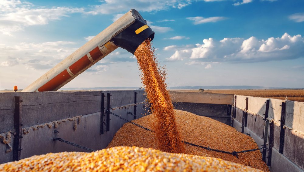 Lituania propune utilizarea capacităţilor statelor baltice pentru a sprijini exporturile de cereale ucrainene - 1-1690276014.jpg