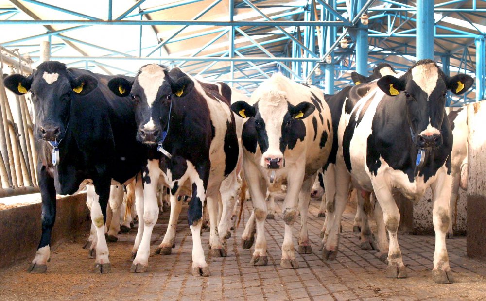 Agricultură: Unităţile de procesare au colectat cu 12,1% mai mult lapte de vacă, în primul semestru - 1-1692262683.jpg