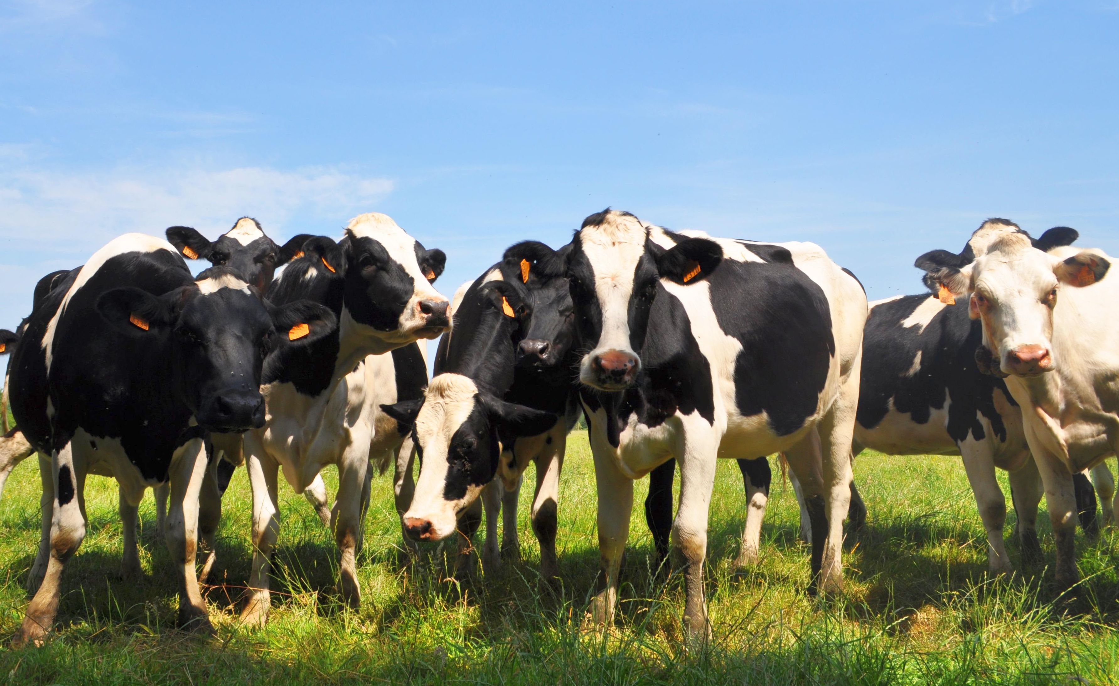 Agricultură: Efectivele de bovine, în scădere cu 1% la 1 iunie 2023 - 1-1695383577.jpg