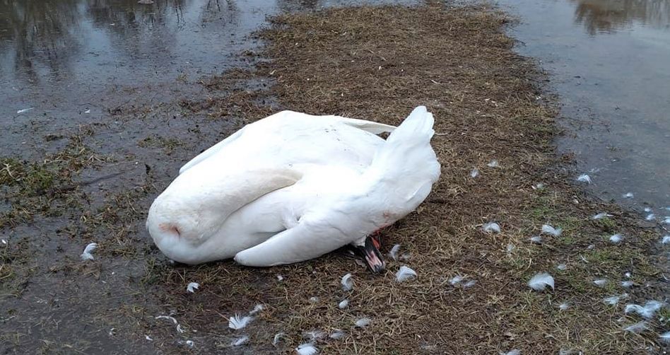 Lebede moarte, găsite pe un lac din Delta Dunării. Probe prelevate pentru a stabili dacă aveau gripă aviară - 1-1702644129.jpg