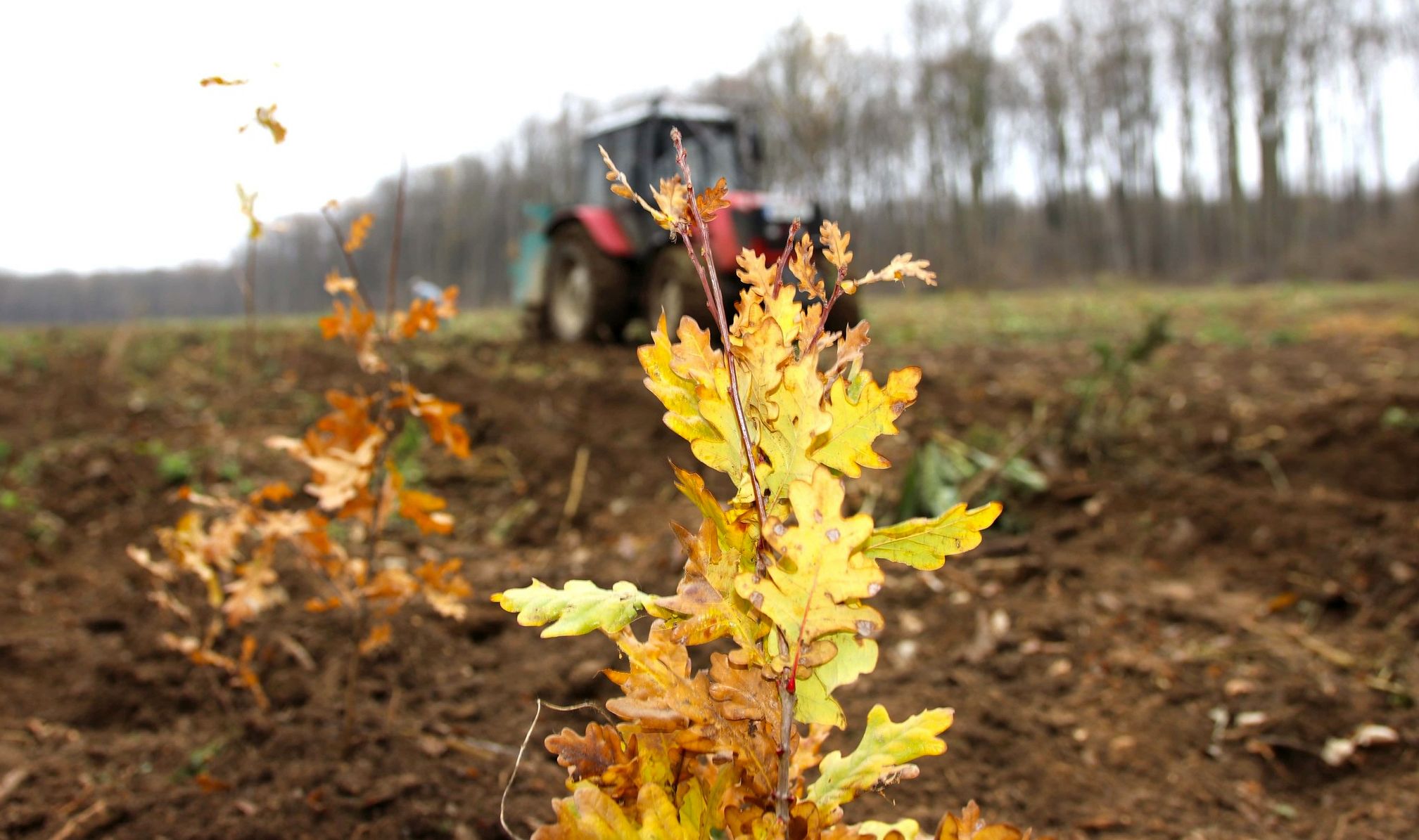 Romsilva: Peste 25 de milioane de puieţi, plantaţi, anul trecut, în fondul forestier de stat - 1-1706618109.jpg