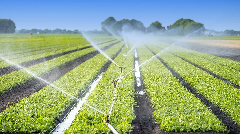 Fonduri europene pentru fermierii constănţeni. Se modernizează infrastructura de irigaţii - 1-1710674690.jpg