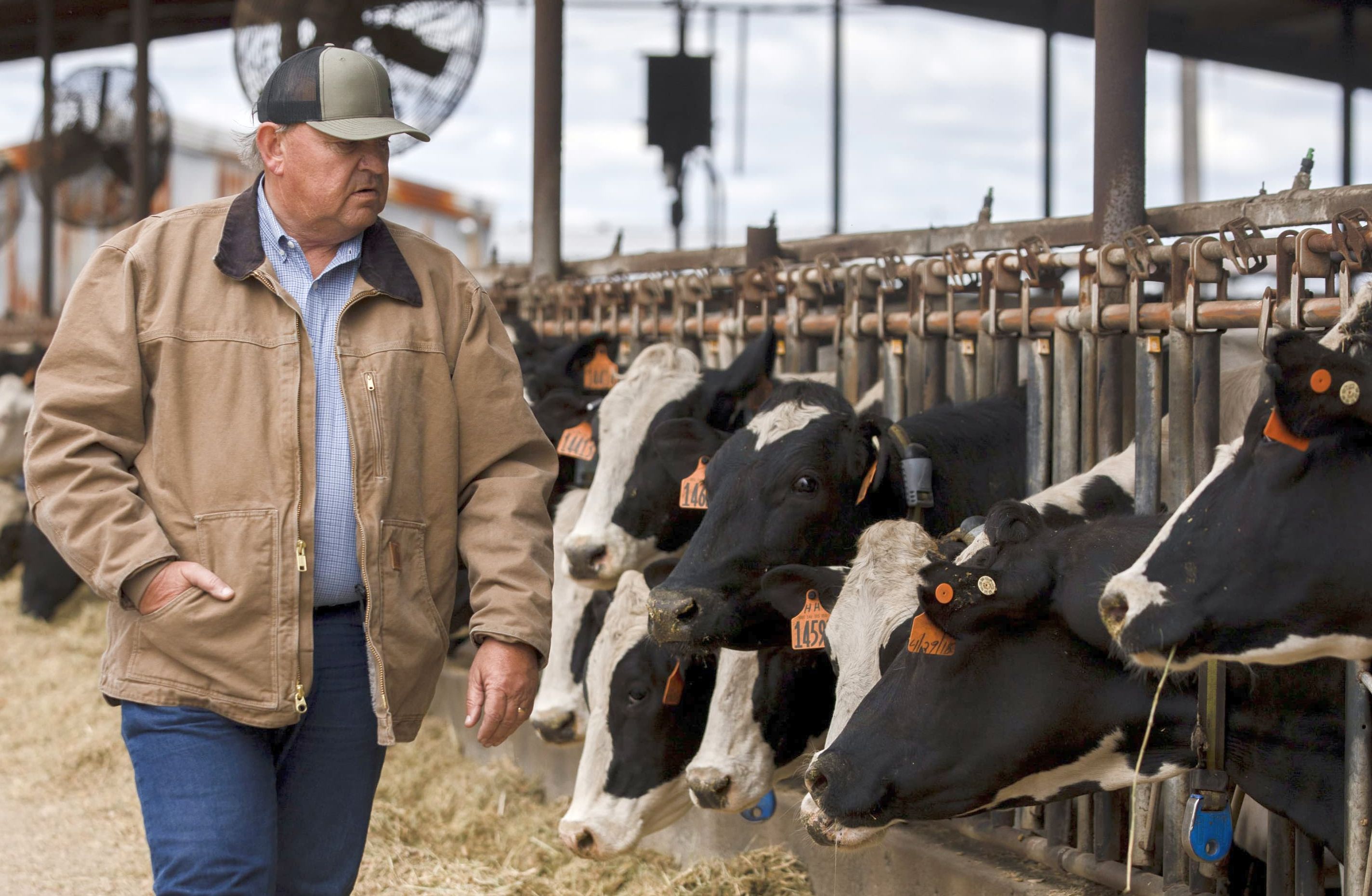 APIA a demarat autorizarea la plată a fermierilor care au solicitat Ajutoarele Naţionale Tranzitorii - specia bovine - 1-1712314259.jpg