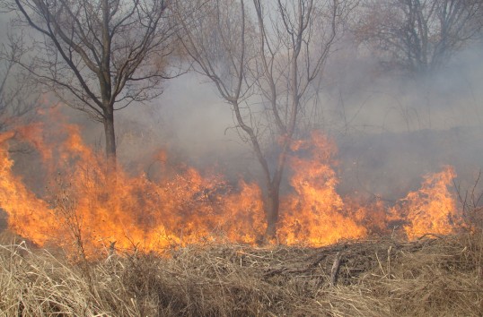 Incendiu de vegetație, în Constanța - 100deincendiidevegetaienjudeular-1336644849.jpg