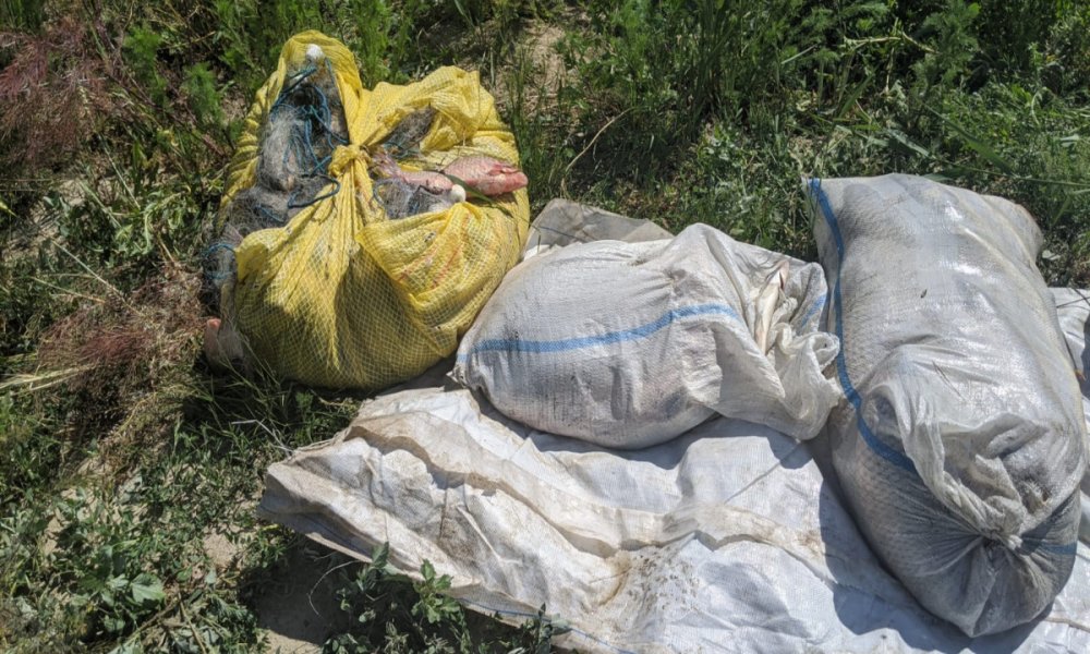 100 kilograme de pește, confiscate de polițiștii de frontieră tulceni - 100kgdepeste1-1590600183.jpg