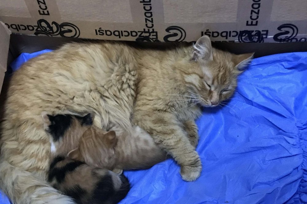 Daily Sabah: O pisică și-a dus puii bolnavi la un cabinet medical pentru oameni în Turcia - 103470-1617430888.jpg