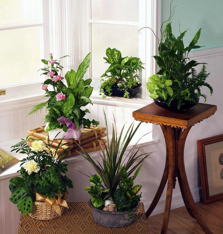 Plante care purifică aerul din locuințe - 10iunieplanteinterior-1370860775.jpg