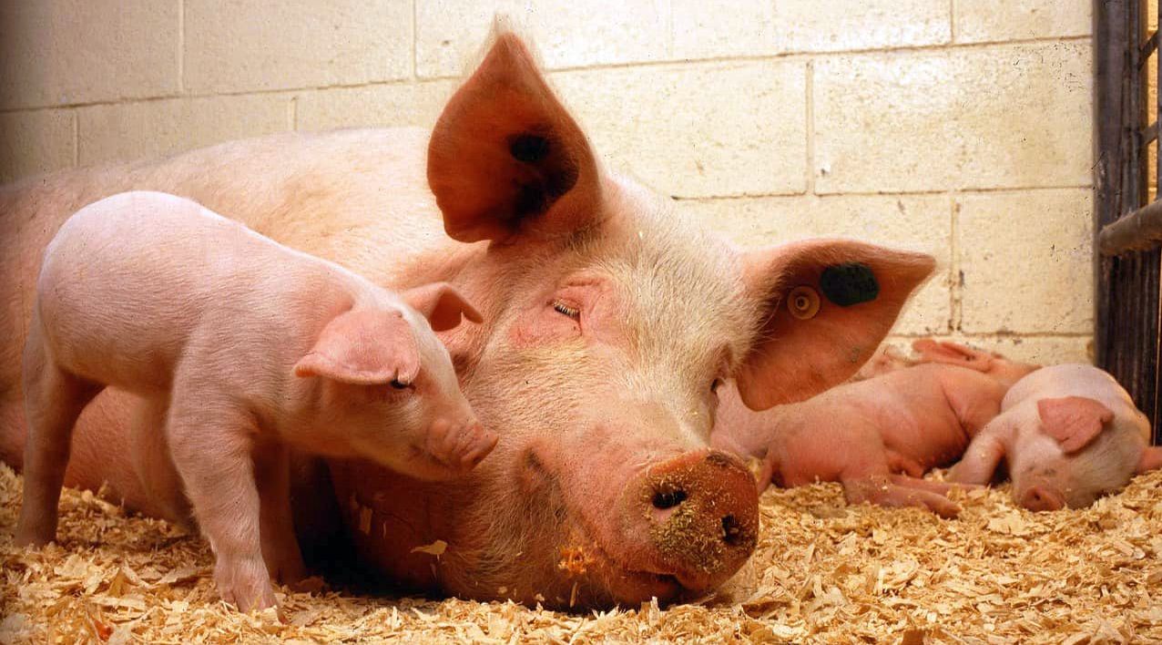 Ministerul Agriculturii, decizie finală: Porcii crescuţi în gospodării vor putea fi vânduţi! - 11-1699357057.jpg