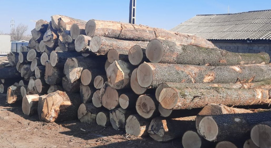 Romsilva: Volumul de lemn pe care regia îl pune pe piaţă, peste nivelul de absorbţie! - 11-1702391391.jpg